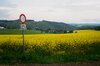 campo giallo ger-lux.JPG