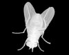 Mosquito_mosca_bianca.jpg