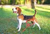 coda-del-cane-cosa-significa~2.jpg