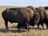 Bison01.jpg