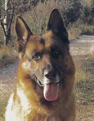 Carsico