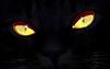 Blackcat
