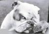 bulldog