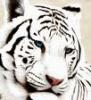 wely