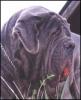 mastino