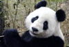 Il Panda