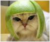 wilson.c