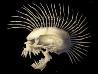 skizzofrenia
