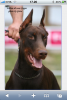 dobermann2008