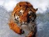 El_tigre