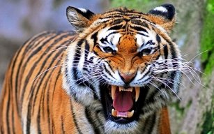 tigre82
