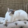 Recluta