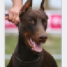 dobermann2008