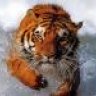 El_tigre