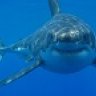 white_shark