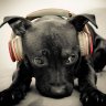YagO_81