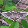 Bronx
